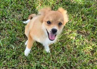 Girly-pink, a female Pomeranian and Miniature Australian Shepherd for sale in Houston, TX – 3 of 9