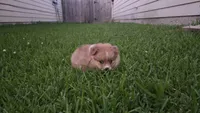Red, a male Pomeranian and Miniature Australian Shepherd for sale in Houston, TX – 5 of 5