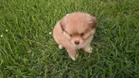 Blue-viejito, a male Pomeranian and Miniature Australian Shepherd for sale in Houston, TX – 6 of 6