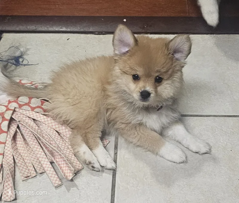 Girly-pink – Pomeranian, Miniature Australian Shepherd puppy for sale in Houston, TX