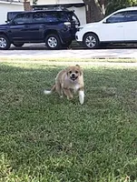 Girly-pink, a female Pomeranian and Miniature Australian Shepherd for sale in Houston, TX – 4 of 9