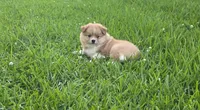 Girly-pink, a female Pomeranian and Miniature Australian Shepherd for sale in Houston, TX – 2 of 3