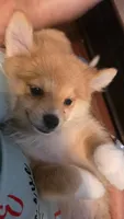 Girly-pink, a female Pomeranian and Miniature Australian Shepherd for sale in Houston, TX – 3 of 9