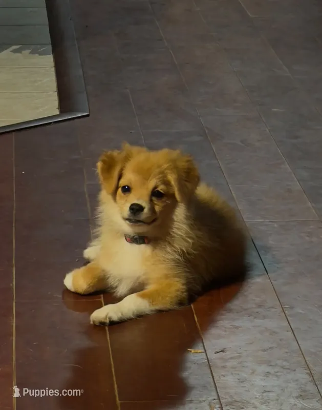 Girly-pink – Pomeranian, Miniature Australian Shepherd puppy for sale in Houston, TX