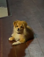 Girly-pink, a female Pomeranian and Miniature Australian Shepherd for sale in Houston, TX – 5 of 9