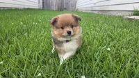 Moon, a female Pomeranian and Miniature Australian Shepherd for sale in Houston, TX – 6 of 6