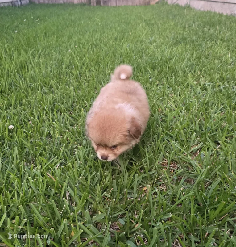 Blue-viejito – Pomeranian, Miniature Australian Shepherd puppy for sale in Houston, TX