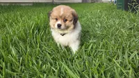 Bear , a male Pomeranian for sale in Houston, TX – 1 of 5