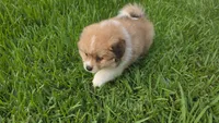Bear , a male Pomeranian for sale in Houston, TX – 4 of 5