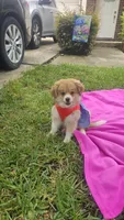 Olive, a female Pomeranian and Miniature Australian Shepherd for sale in Houston, TX – 5 of 5