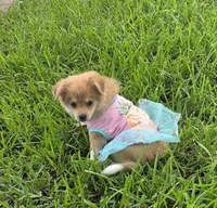 Girly-pink, a female Pomeranian and Miniature Australian Shepherd for sale in Houston, TX – 4 of 9
