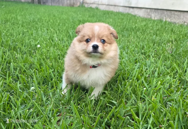 Girly-pink – Pomeranian, Miniature Australian Shepherd puppy for sale in Houston, TX
