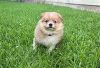 Girly-pink, a female Pomeranian and Miniature Australian Shepherd for sale in Houston, TX – 1 of 3