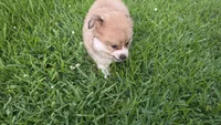 Melon, a female Pomeranian and Miniature Australian Shepherd for sale in Houston, TX – 4 of 4