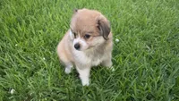 Melon, a female Pomeranian and Miniature Australian Shepherd for sale in Houston, TX – 2 of 4