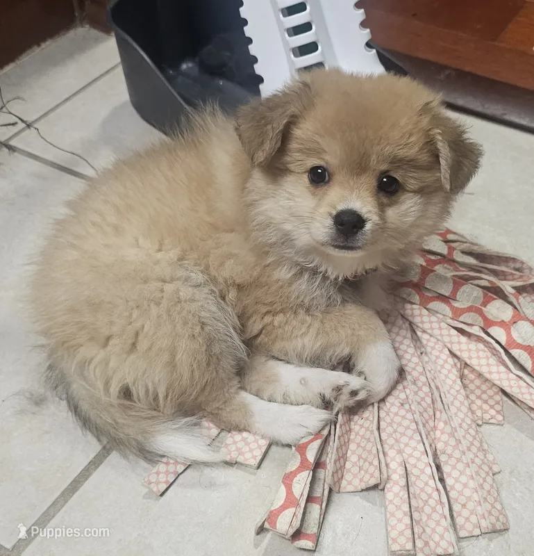 Girly-pink – Pomeranian, Miniature Australian Shepherd puppy for sale in Houston, TX