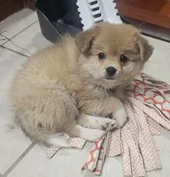 Girly-pink, a female Pomeranian and Miniature Australian Shepherd for sale in Houston, TX – 5 of 9