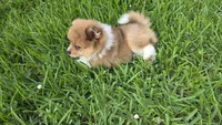 Moon, a female Pomeranian and Miniature Australian Shepherd for sale in Houston, TX – 4 of 6