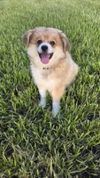Olive, a female Pomeranian and Miniature Australian Shepherd for sale in Houston, TX – 2 of 5