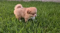 Blue-viejito, a male Pomeranian and Miniature Australian Shepherd for sale in Houston, TX – 5 of 6