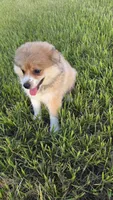 Olive, a female Pomeranian and Miniature Australian Shepherd for sale in Houston, TX – 3 of 5
