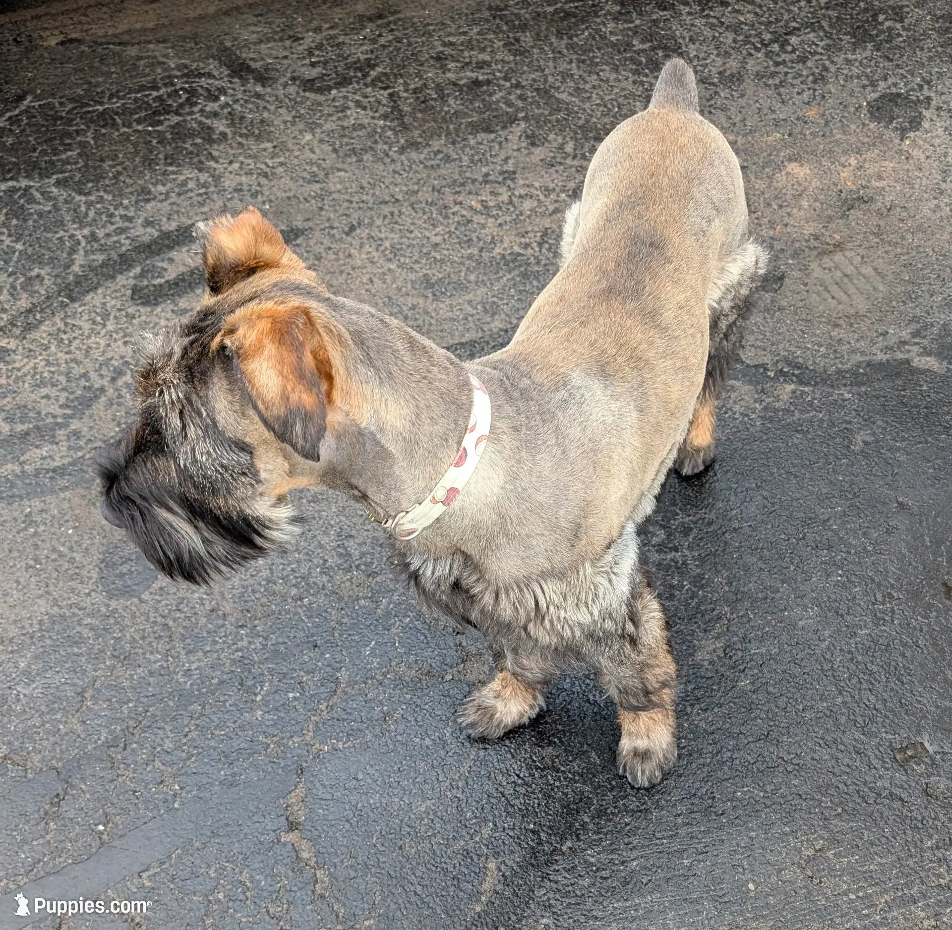 Sable boy solid Salt & Pepper-2, a male Giant Schnauzer for sale in Jacksboro, TX – 6 of 6