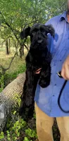 Sable girl solid black-1, a female Giant Schnauzer for sale in Jacksboro, TX – 2 of 8