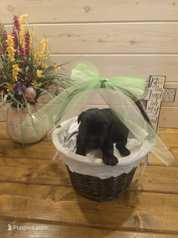 Sable boy solid black-1 – Giant Schnauzer puppy for sale in Jacksboro, TX