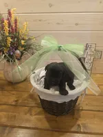 Sable boy solid black-1, a male Giant Schnauzer for sale in Jacksboro, TX – 1 of 3