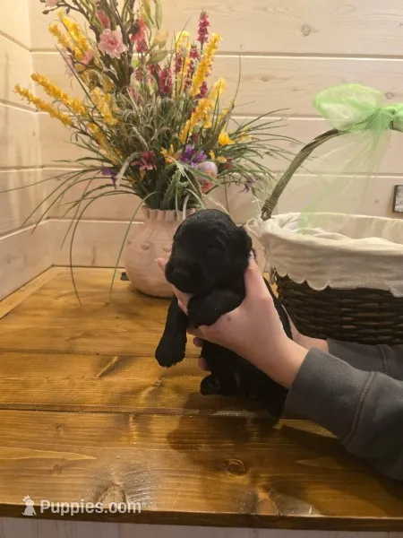 Sable boy solid black-4 – Giant Schnauzer puppy for sale in Jacksboro, TX