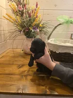 Sable boy solid black-4, a male Giant Schnauzer for sale in Jacksboro, TX – 1 of 6