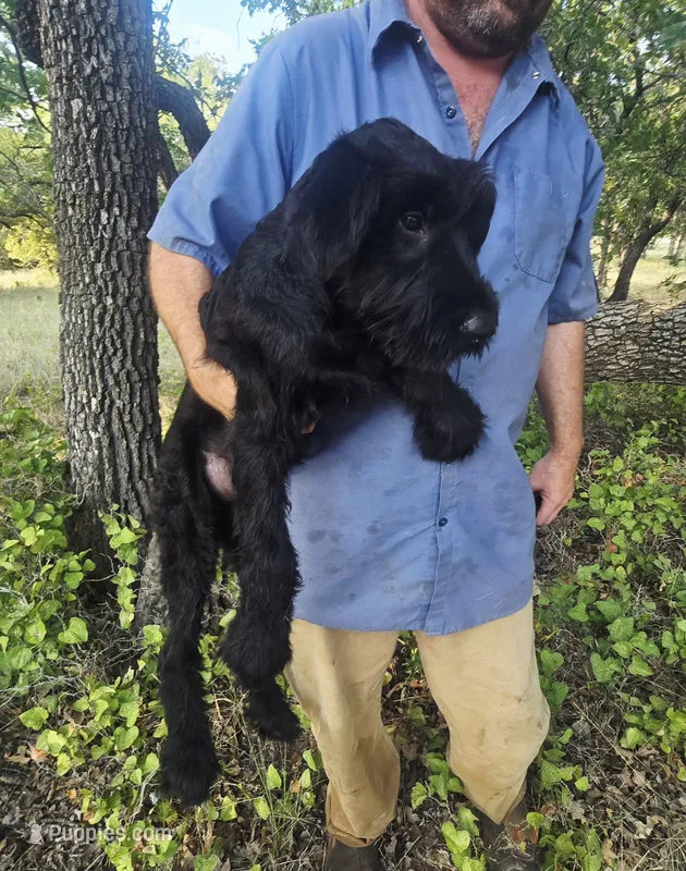 Sable girl solid black-1 – Giant Schnauzer puppy for sale in Jacksboro, TX