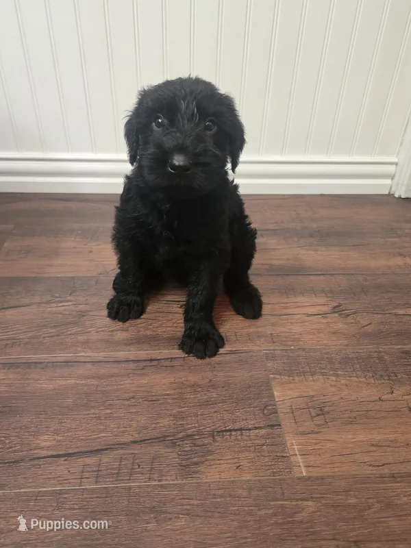 Sable girl solid black-1 – Giant Schnauzer puppy for sale in Jacksboro, TX