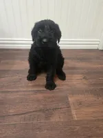Sable girl solid black-1, a female Giant Schnauzer for sale in Jacksboro, TX – 2 of 8