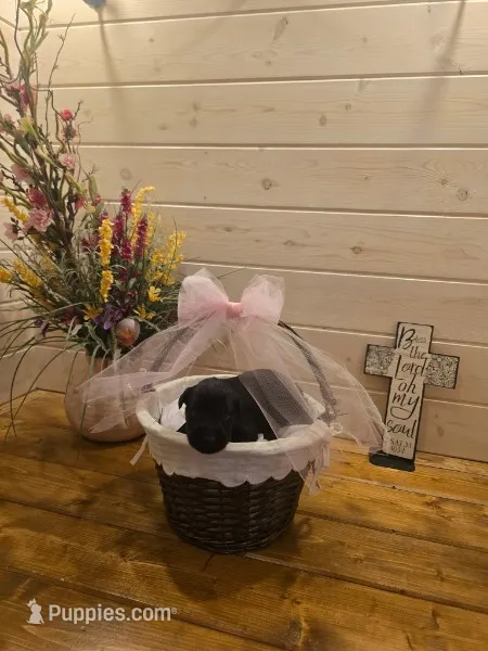 Sable girl solid black-3 – Giant Schnauzer puppy for sale in Jacksboro, TX