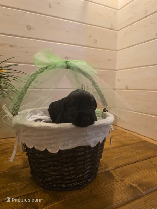 Sable boy solid black-2 – Giant Schnauzer puppy for sale in Jacksboro, TX