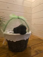 Sable boy solid black-2, a male Giant Schnauzer for sale in Jacksboro, TX – 1 of 1
