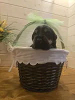 Sable boy solid Salt & Pepper , a male Giant Schnauzer for sale in Jacksboro, TX – 3 of 5