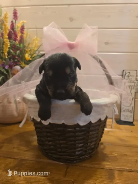 Sable girl Salt & Pepper 2 – Giant Schnauzer puppy for sale in Jacksboro, TX