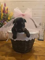 Sable girl Salt & Pepper 2, a female Giant Schnauzer for sale in Jacksboro, TX – 1 of 6