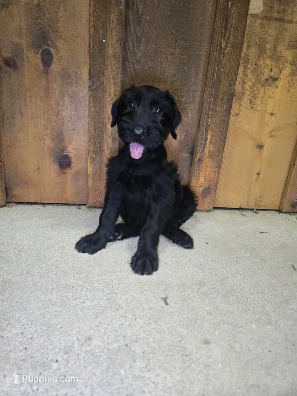 Sable girl solid black-1 – Giant Schnauzer puppy for sale in Jacksboro, TX