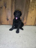 Sable girl solid black-1, a female Giant Schnauzer for sale in Jacksboro, TX – 1 of 8