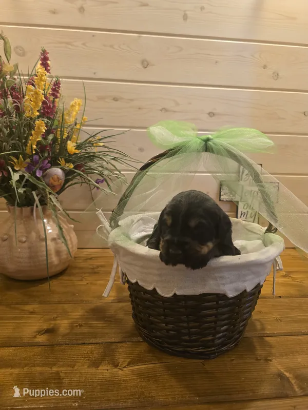 Sable boy solid Salt & Pepper  – Giant Schnauzer puppy for sale in Jacksboro, TX