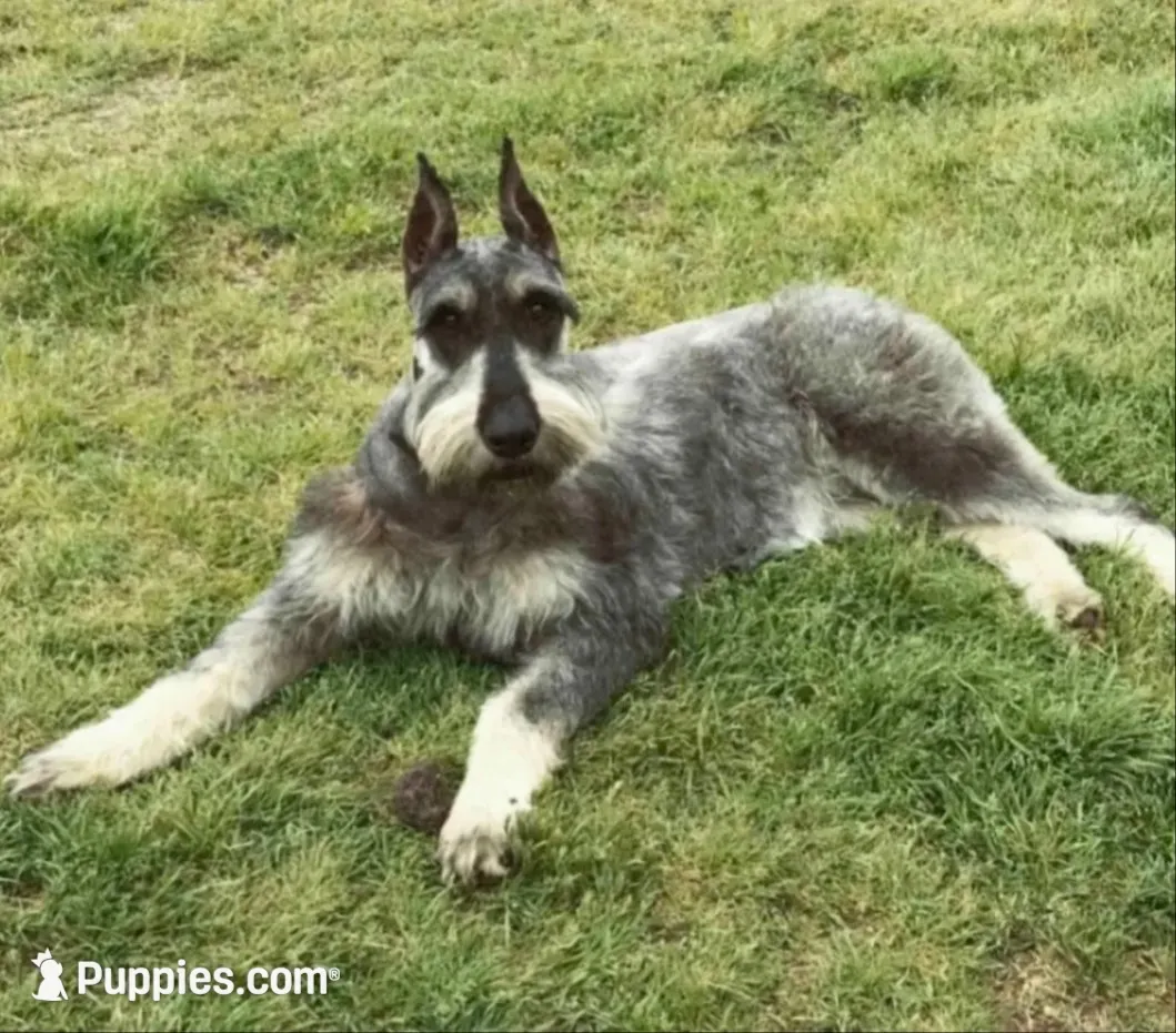 Sable boy solid Salt & Pepper-2, a male Giant Schnauzer for sale in Jacksboro, TX – 4 of 6