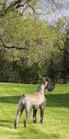 Sable girl Salt & Pepper 2, a female Giant Schnauzer for sale in Jacksboro, TX – 4 of 6