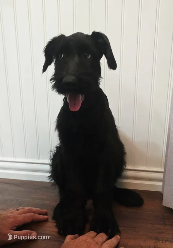 Sable girl solid black-1 – Giant Schnauzer puppy for sale in Jacksboro, TX