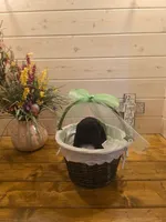 Sable boy solid black-4, a male Giant Schnauzer for sale in Jacksboro, TX – 2 of 6