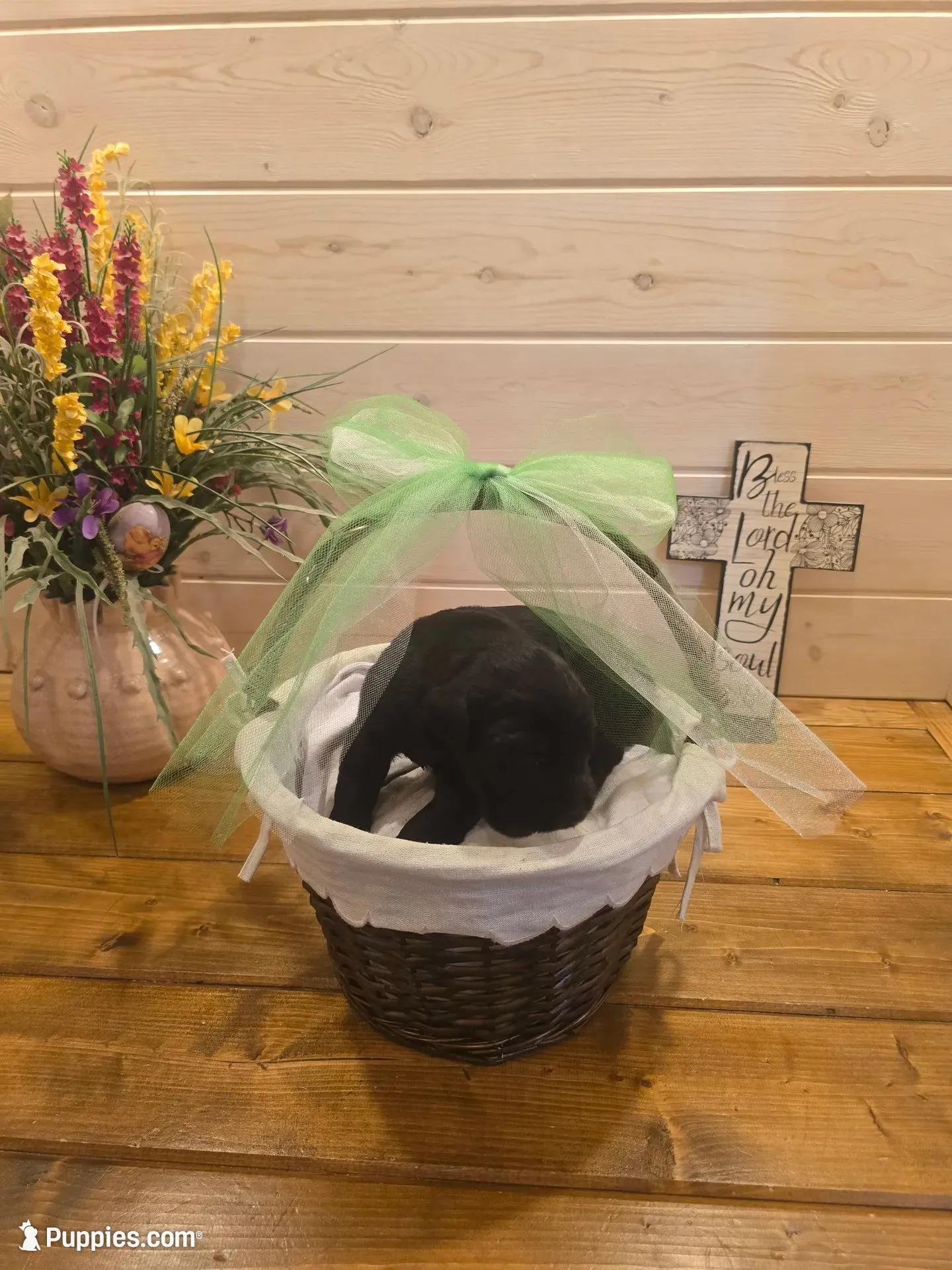 Sable boy solid black-1, a male Giant Schnauzer for sale in Jacksboro, TX – 8 of 9