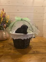 Sable boy solid Salt & Pepper-2, a male Giant Schnauzer for sale in Jacksboro, TX – 1 of 6