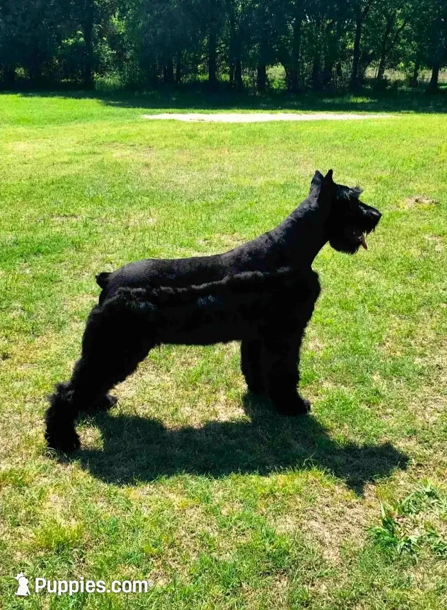 Sable girl Salt & Pepper -1, a female Giant Schnauzer for sale in Jacksboro, TX – 3 of 6